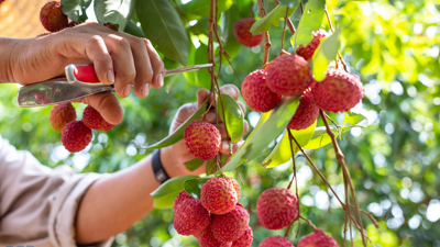 Trade promotion key to expanding global reach of Vietnam's seasonal farm produce