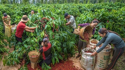 Xuất khẩu nông, lâm, thuỷ sản 6 tháng đầu năm 2025 tăng 15,5% so với cùng kỳ