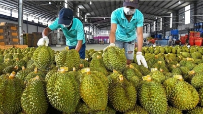 Xuất khẩu rau quả bật tăng mạnh, sầu riêng đóng vai trò chủ lực của toàn ngành 