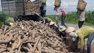 Ngành sắn cần giải bài toán đổi mới để phát triển bền vững