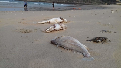 Hà Tĩnh lập hội đồng đánh giá thiệt hại Formosa gây ra