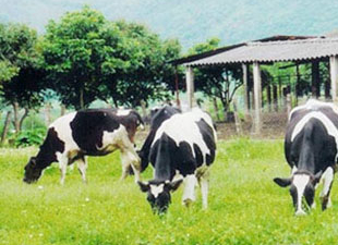 Nuôi bò sữa cũng “vạ lây” vì melamine