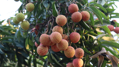 Hợp tác xã "bắt tay" nông dân xuất khẩu vải thiều đi Nhật Bản