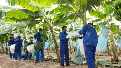 Thương lượng lại, HNG còn nợ 1.266 tỷ đồng và Thagrico cam kết cho vay thêm 600 tỷ đồng