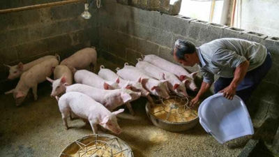 Giá thịt lợn giảm sâu, doanh nghiệp chăn nuôi Trung Quốc nợ chồng chất
