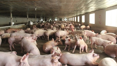 Giá thịt lợn giảm sâu, chi phí tăng vọt, doanh nghiệp chăn nuôi lao đao