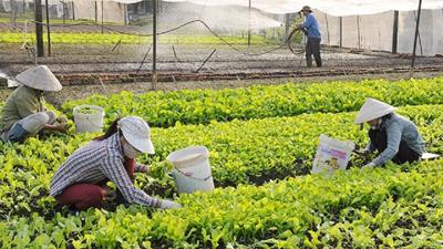 Mở rộng vốn tín dụng cho hợp tác xã nông nghiệp