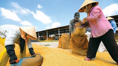 Ngân hàng Nhà nước chỉ đạo "bơm vốn" cho các doanh nghiệp kinh doanh lúa, gạo