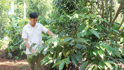 Nông dân ở Ea Tóh: Thoát nạn “được mùa rớt giá”