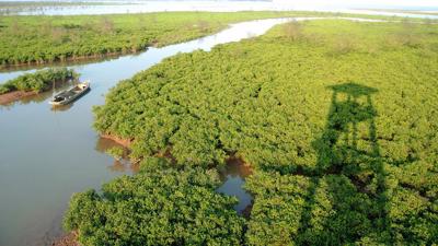 Vietnam rakes in $128mln from forest environmental services