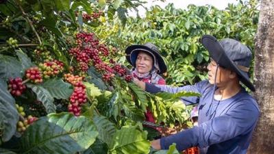 Coffee exports tipped to hit $5bln in 2024 on rising price