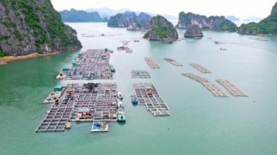 Quảng Ninh tập trung thu hút đầu tư vào nuôi biển và đẩy mạnh kinh tế biển 