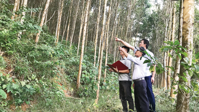 Workshop highlights Vietnam’s efforts in EU deforestation regulation preparedness