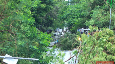 [Phóng sự ảnh]: Hà Nội sau bão, tiếc nuối nhìn cây xanh gãy đổ ngổn ngang