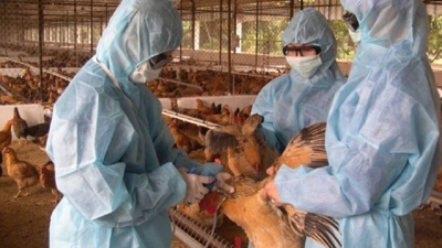 Vẫn còn những khoảng trống trong phối hợp liên ngành phòng chống dịch bệnh