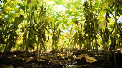 Luân canh đậu nành - Giải pháp “3 trong 1” cho sản xuất nông nghiệp bền vững