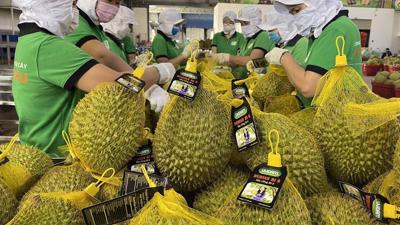 Vietnam's first frozen durian shipment reaches China