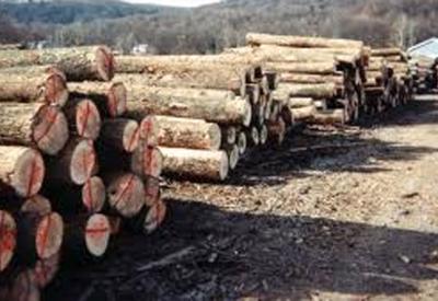 Đề xuất tăng thuế xuất khẩu thép, xi măng và gỗ