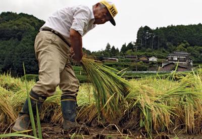 Trong tương lai, nông dân Nhật có thể là... robot