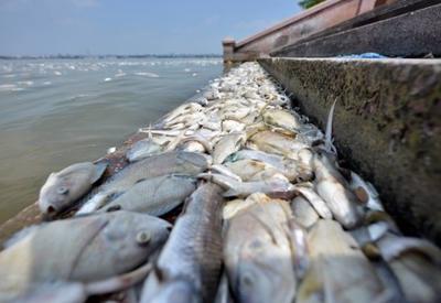 “Không thấy độc tố trong cá chết ở hồ Tây”