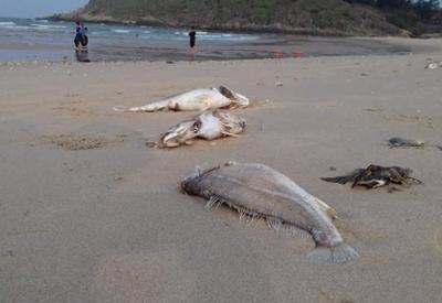Việt Nam chuẩn bị công bố nguyên nhân cá chết hàng loạt
