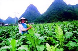 Miễn thuế nhập khẩu thóc gạo, lá và cọng thuốc lá từ Lào
