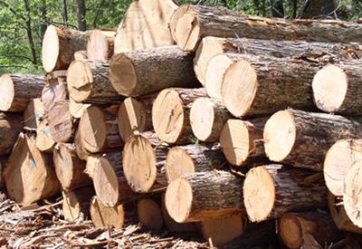Xuất khẩu gỗ sẽ lập kỷ lục mới?