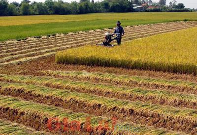Sóc Trăng và Hải Dương được chuyển mục đích sử dụng đất lúa