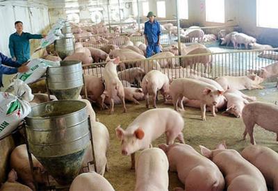 Xuất khẩu lợn sang Campuchia cần đáp ứng yêu cầu kiểm dịch