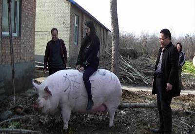 Lợn “khổng lồ” khiến giá thịt lợn ở Trung Quốc giảm chóng mặt