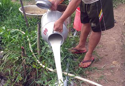 Nông dân Đồng bằng sông Cửu Long  khốn đốn vì lúa và trái cây giảm giá