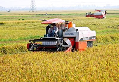 Kiến nghị Chính phủ tăng thu mua dự trữ lúa gạo, tránh nguy cơ thương lái ép giá, trục lợi