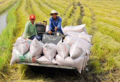 Yêu cầu ngân hàng hỗ trợ vốn cho thương nhân để tránh đứt gãy chuỗi cung ứng gạo