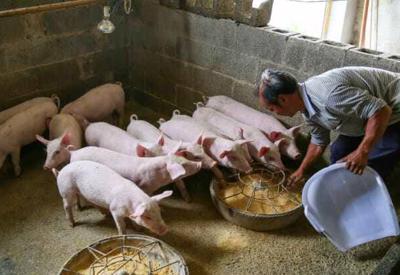 Giá thịt lợn giảm sâu, doanh nghiệp chăn nuôi Trung Quốc nợ chồng chất