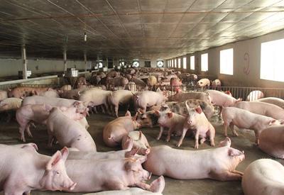 Giá thịt lợn giảm sâu, chi phí tăng vọt, doanh nghiệp chăn nuôi lao đao