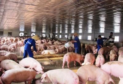 Giá lợn hơi và gia cầm đang "rơi tự do", ngành chăn nuôi đối mặt với nguy cơ đổ vỡ