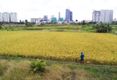TP.HCM dự kiến chuyển mục đích sử dụng hơn 900ha đất trồng lúa