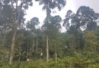 Việt Nam chuyển nhượng hơn 5 triệu tấn CO2 để nhận về gần 52 triệu USD cho bảo vệ rừng