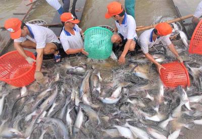 Giá xuất khẩu tăng cao, vì sao ngành cá tra vẫn đặt mục tiêu tăng trưởng khiêm tốn?
