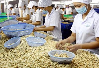 Xuất khẩu điều nguy cơ mất trăm triệu USD: Thủ tướng chỉ đạo khẩn trương tháo gỡ