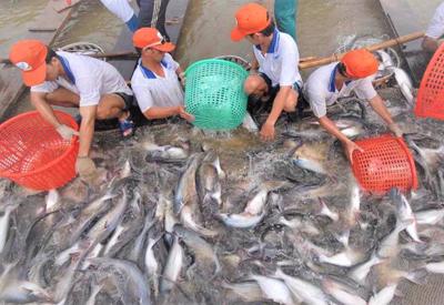 Thêm doanh nghiệp Việt được hưởng thuế chống bán phá giá 0% khi xuất cá tra vào Mỹ