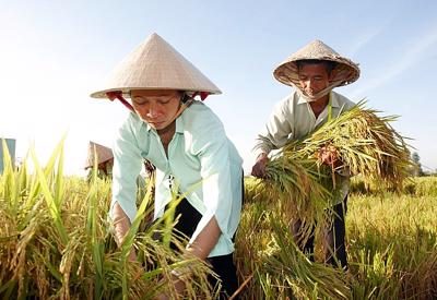 ADB cấp khoản vay 100 triệu USD hỗ trợ sinh kế các nông hộ nhỏ