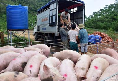 Lạng Sơn tăng cường kiểm tra, kiểm soát chống xuất lậu lợn hơi