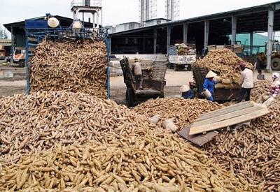 Xuất khẩu sắn sang Trung Quốc: Cạnh tranh ngày càng gay gắt
