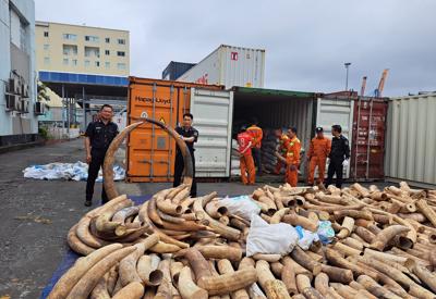 Hải quan Hải Phòng bắt giữ lô ngà voi nhập lậu lớn nhất từ trước đến nay giấu trong container lạc