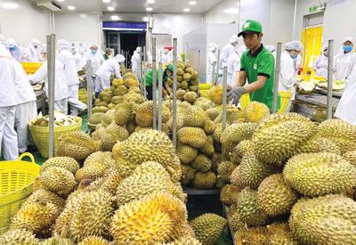Xuất khẩu rau quả “bùng nổ”, dự kiến sẽ đạt 5 tỷ USD ngay trong năm 2023