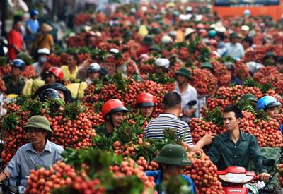 Vụ vải thiều thành công mỹ mãn của Bắc Giang, tổng doanh thu hơn 6.800 tỷ 