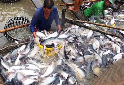 Mức suy giảm đang dần được thu hẹp, xuất khẩu cá tra sẽ cải thiện hơn vào cuối năm
