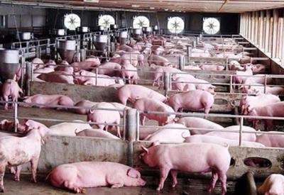 Xây dựng ngành chăn nuôi lợn theo hướng tự chủ, tiến tới xuất khẩu 