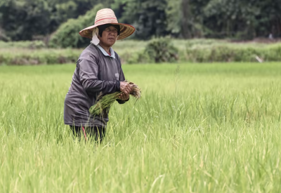 Thị trường gạo Thái Lan chao đảo vì lệnh hạn chế xuất khẩu của Ấn Độ